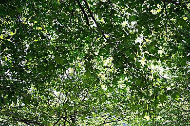 《对马岛之鬼》将推送2.17版本 侧重“奇谭模式”更新